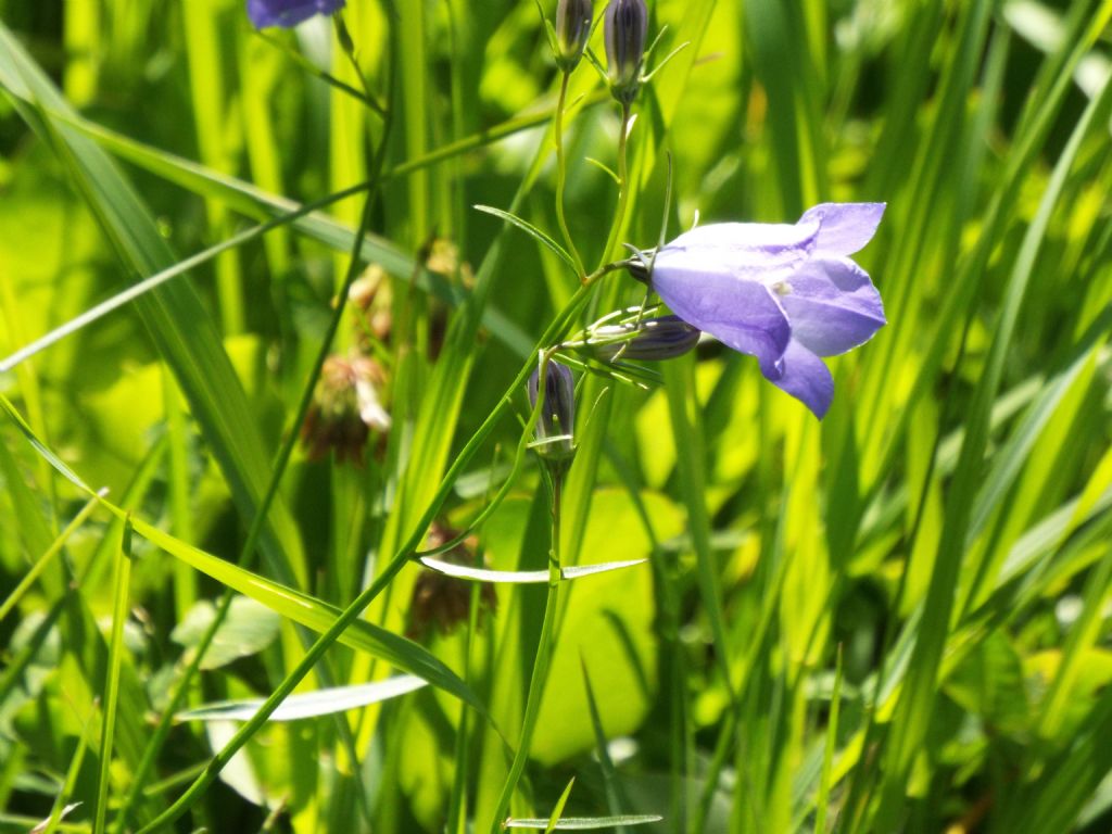 Campanula rotundifolia