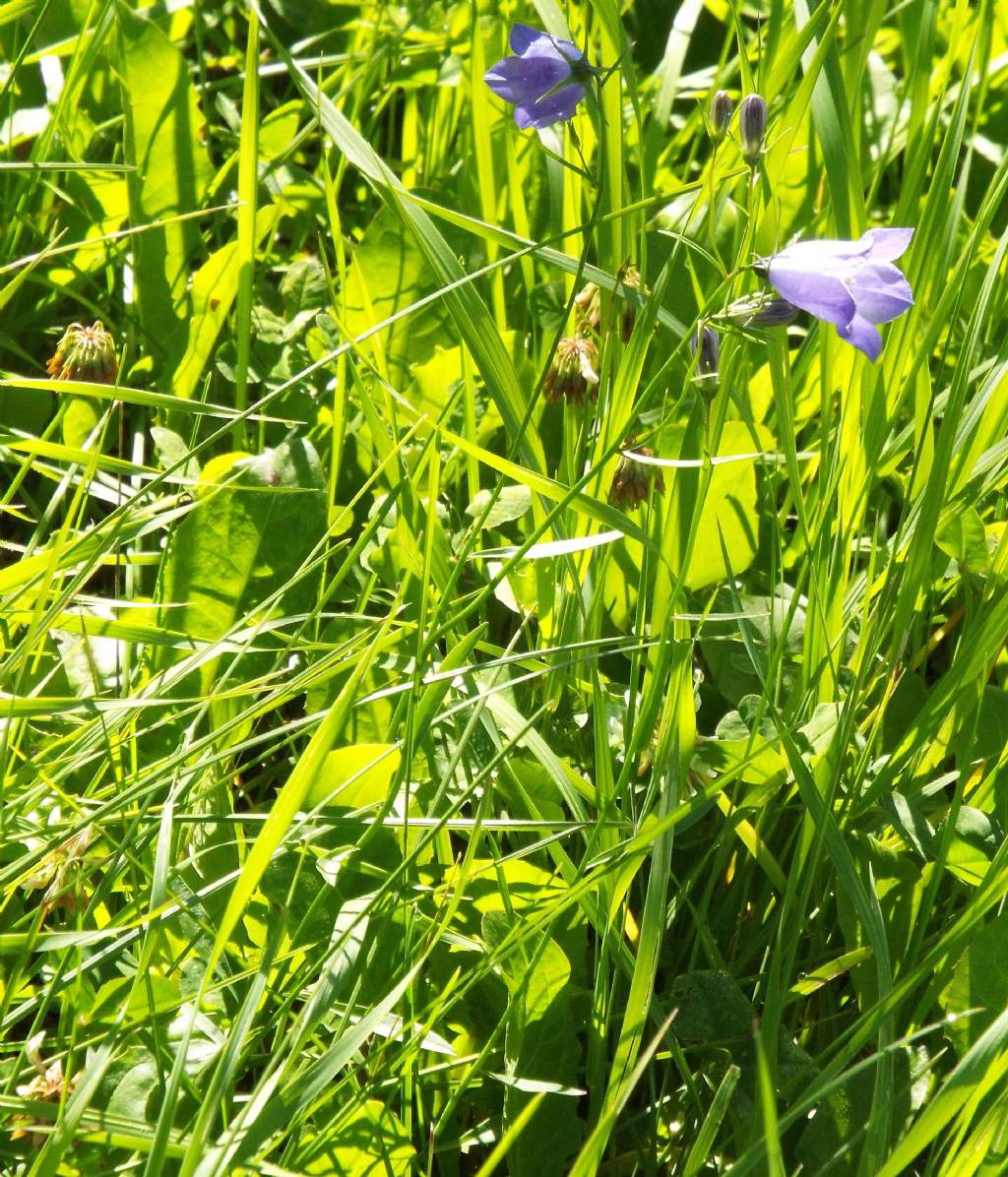 Campanula rotundifolia