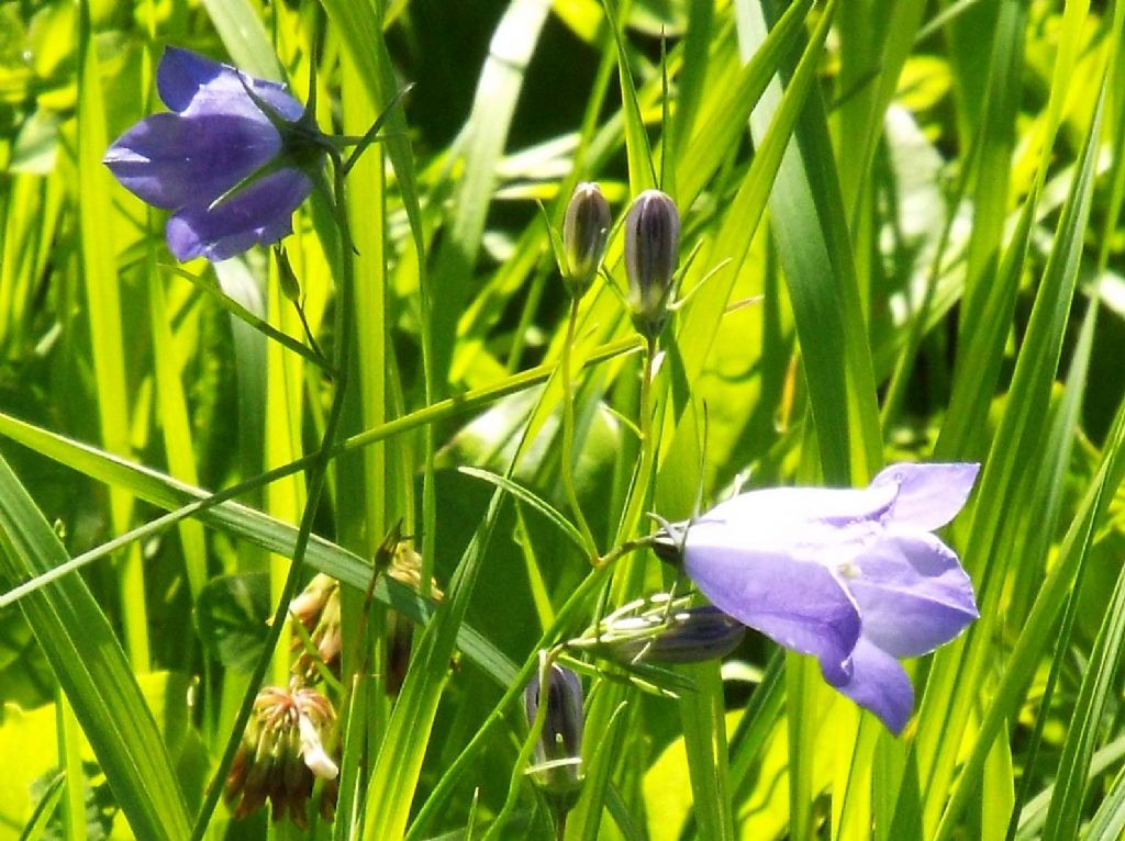Campanula rotundifolia