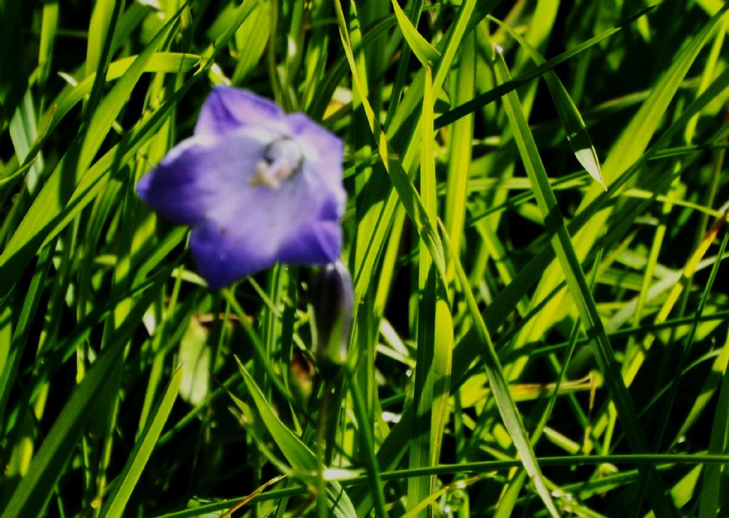 Campanula rotundifolia