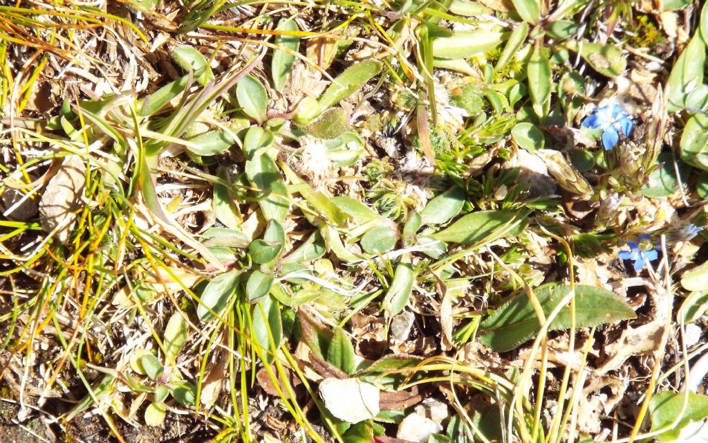 Gentiana sp.