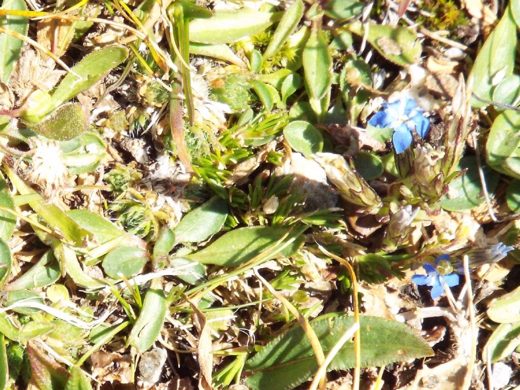 Gentiana sp.