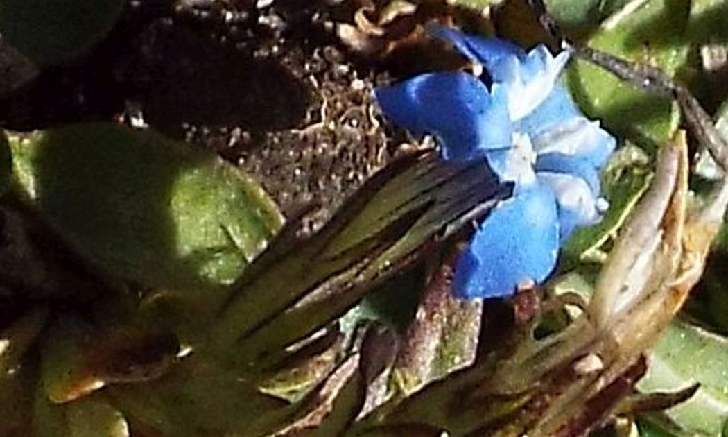 Gentiana sp.