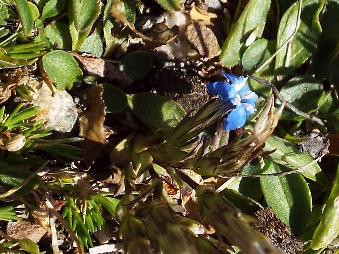 Gentiana sp.