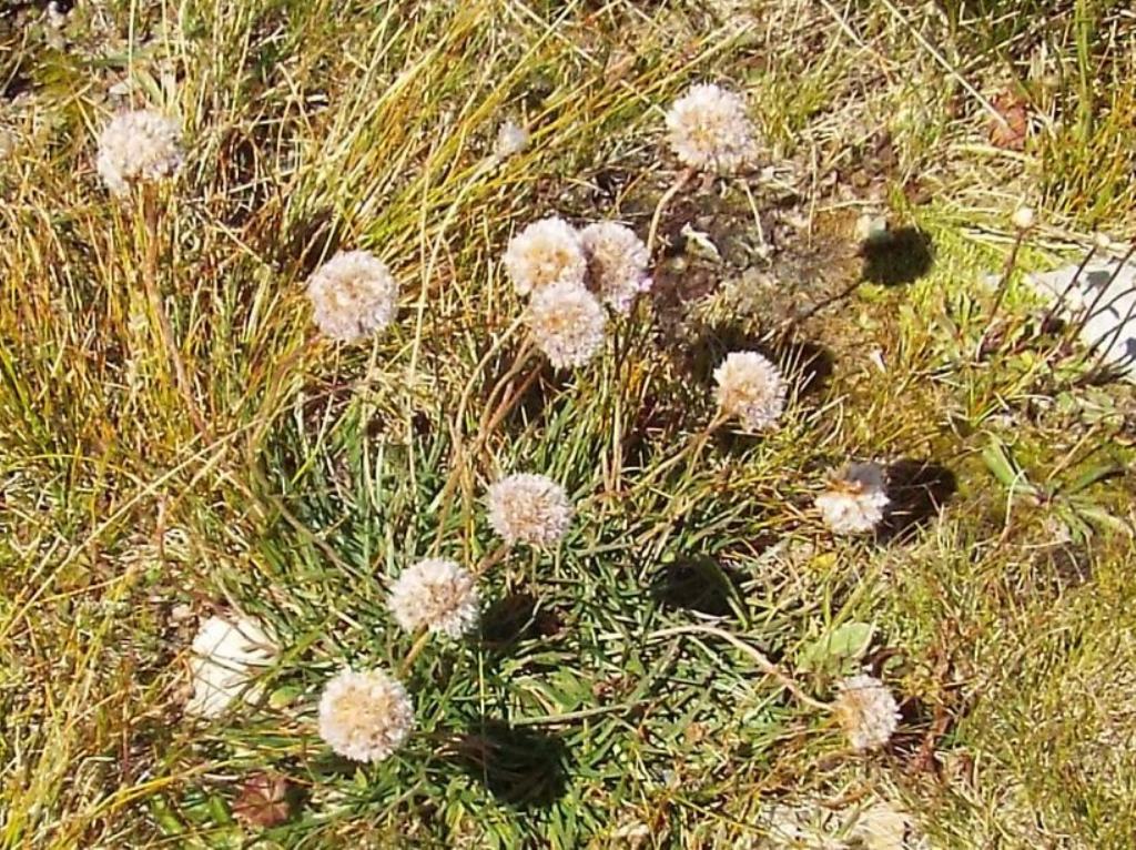 Armeria alpina ( Plumbaginaceae)