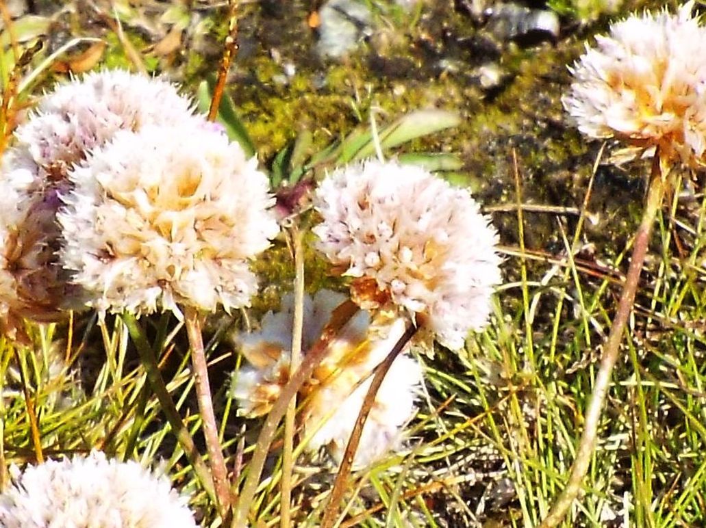 Armeria alpina ( Plumbaginaceae)