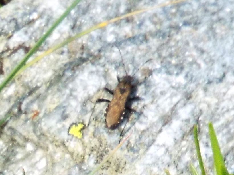 Da identificare, if possible..Alydidae: Alydus calcaratus
