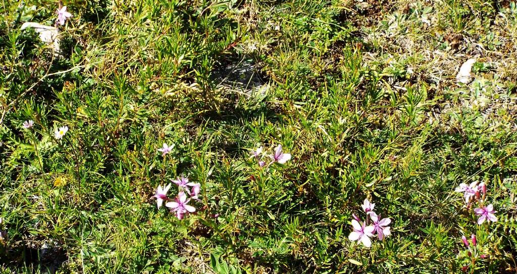 Chamaenerion (ex Epilobium) fleischeri (Myrtales - Onagraceae)