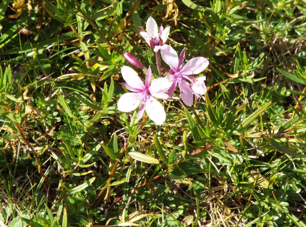 Chamaenerion (ex Epilobium) fleischeri (Myrtales - Onagraceae)