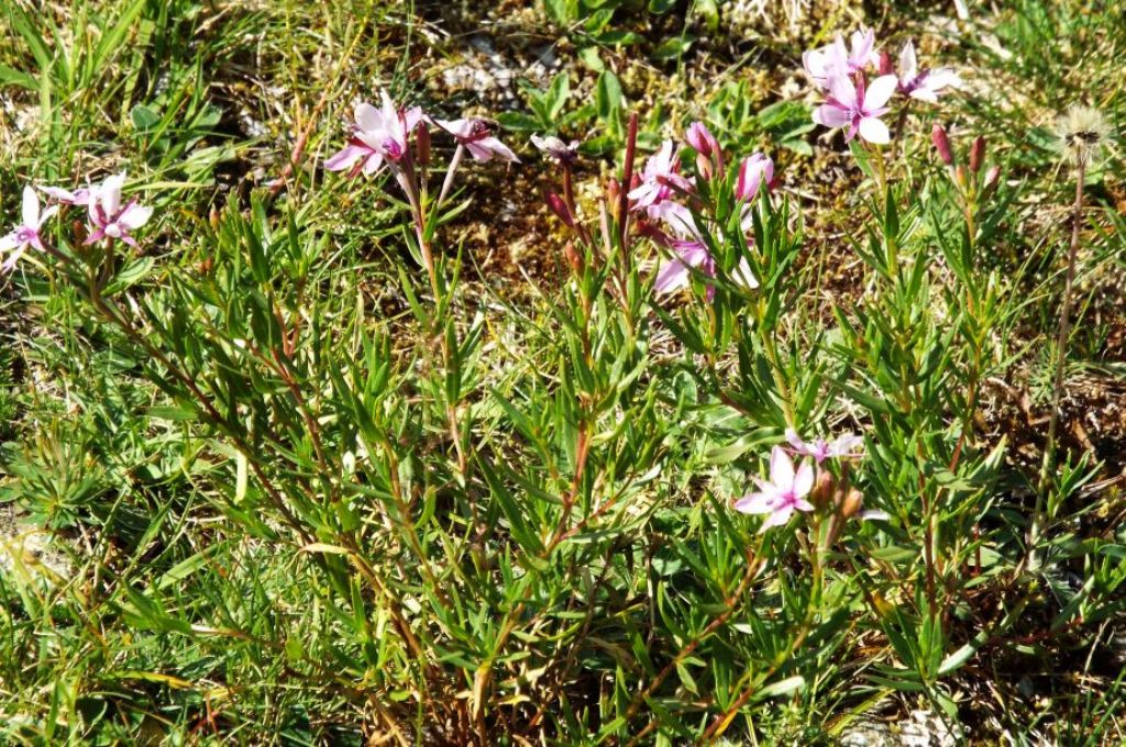 Chamaenerion (ex Epilobium) fleischeri (Myrtales - Onagraceae)