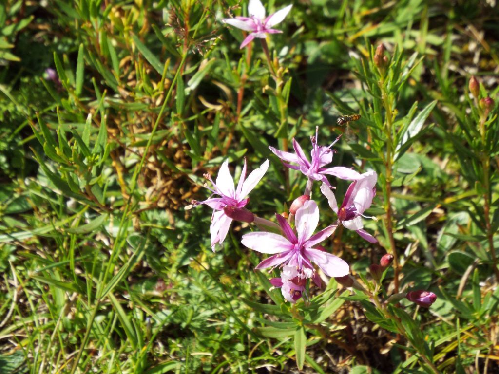 Chamaenerion (ex Epilobium) fleischeri (Myrtales - Onagraceae)