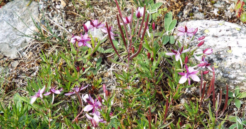 Chamaenerion (ex Epilobium) fleischeri (Myrtales - Onagraceae)