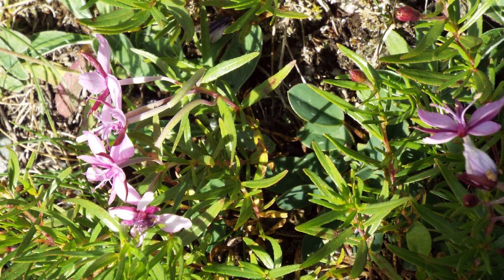 Chamaenerion (ex Epilobium) fleischeri (Myrtales - Onagraceae)