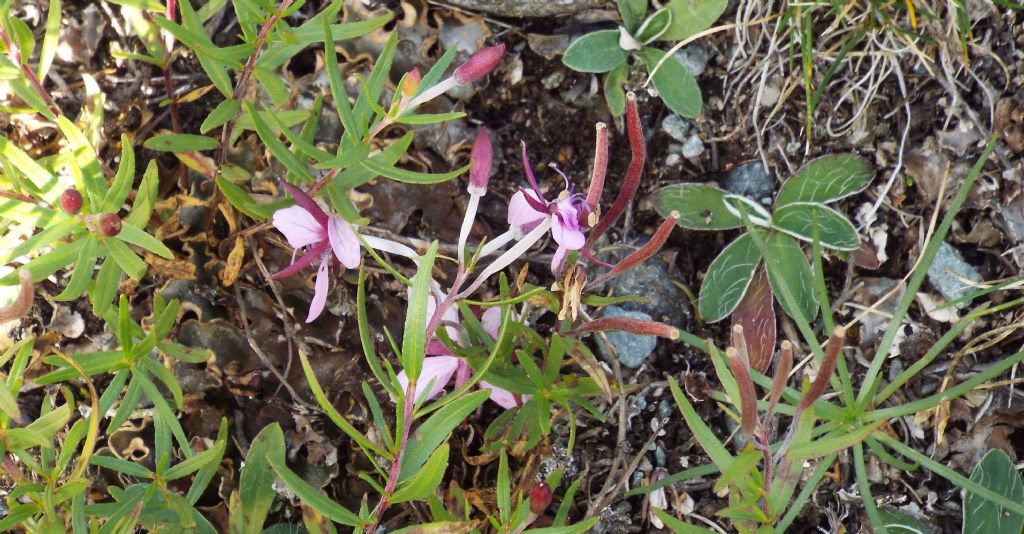 Chamaenerion (ex Epilobium) fleischeri (Myrtales - Onagraceae)