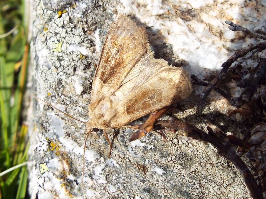 Noctuidae:  Agrotis clavis ??  No, Chersotis cuprea