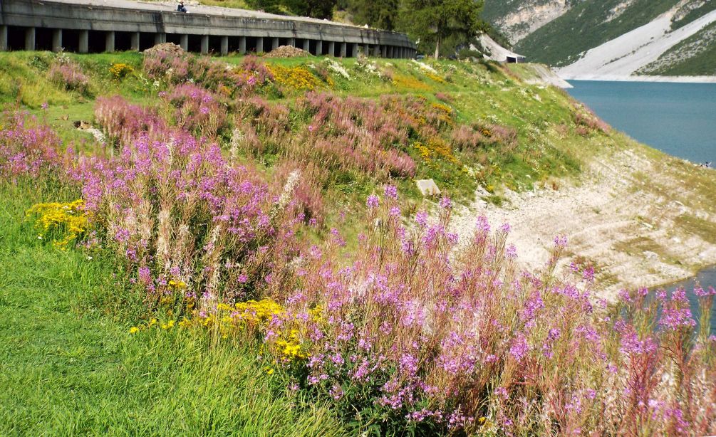 Chamaenerion (ex Epilobium) fleischeri (Myrtales - Onagraceae)