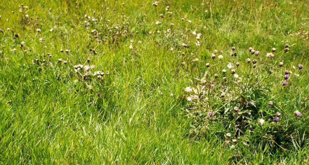 Centaurea scabiosa subsp. alpestris