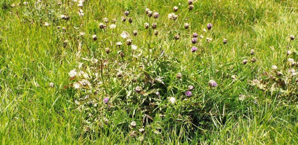 Centaurea scabiosa subsp. alpestris