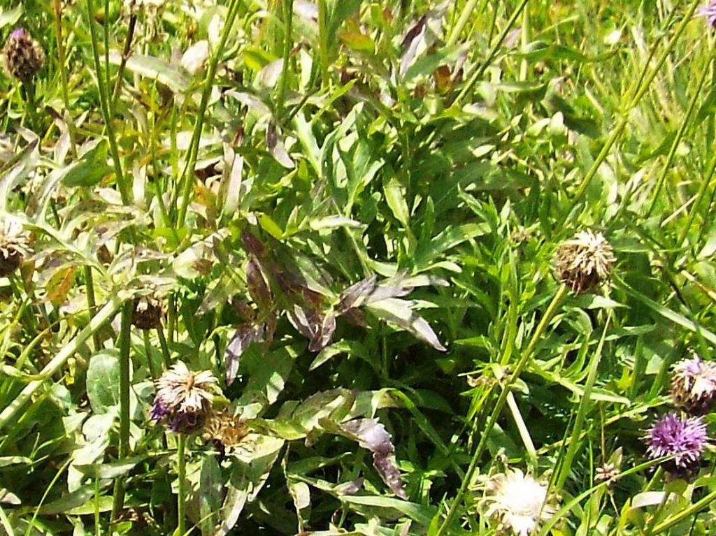 Centaurea scabiosa subsp. alpestris