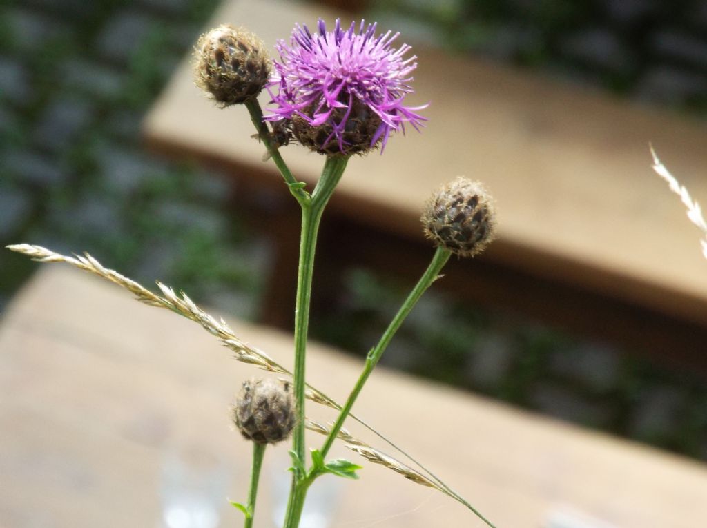 Centaurea scabiosa subsp. alpestris
