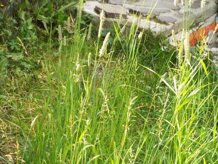 Poacea da identificare