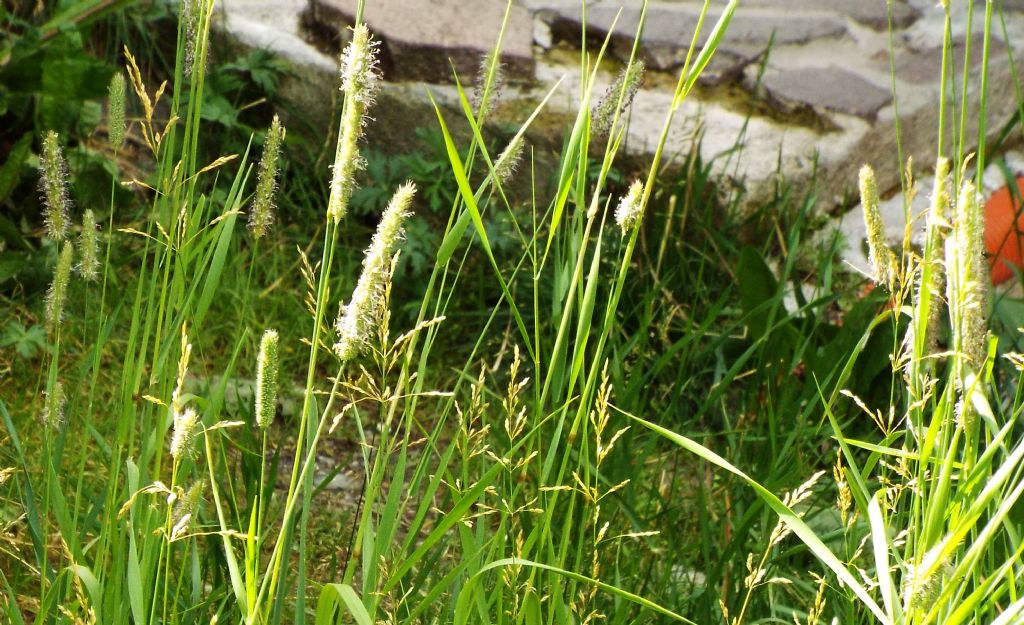 Poacea da identificare