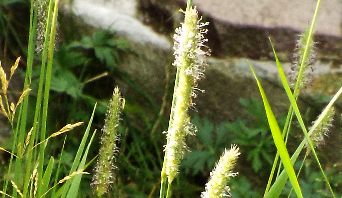 Poacea da identificare