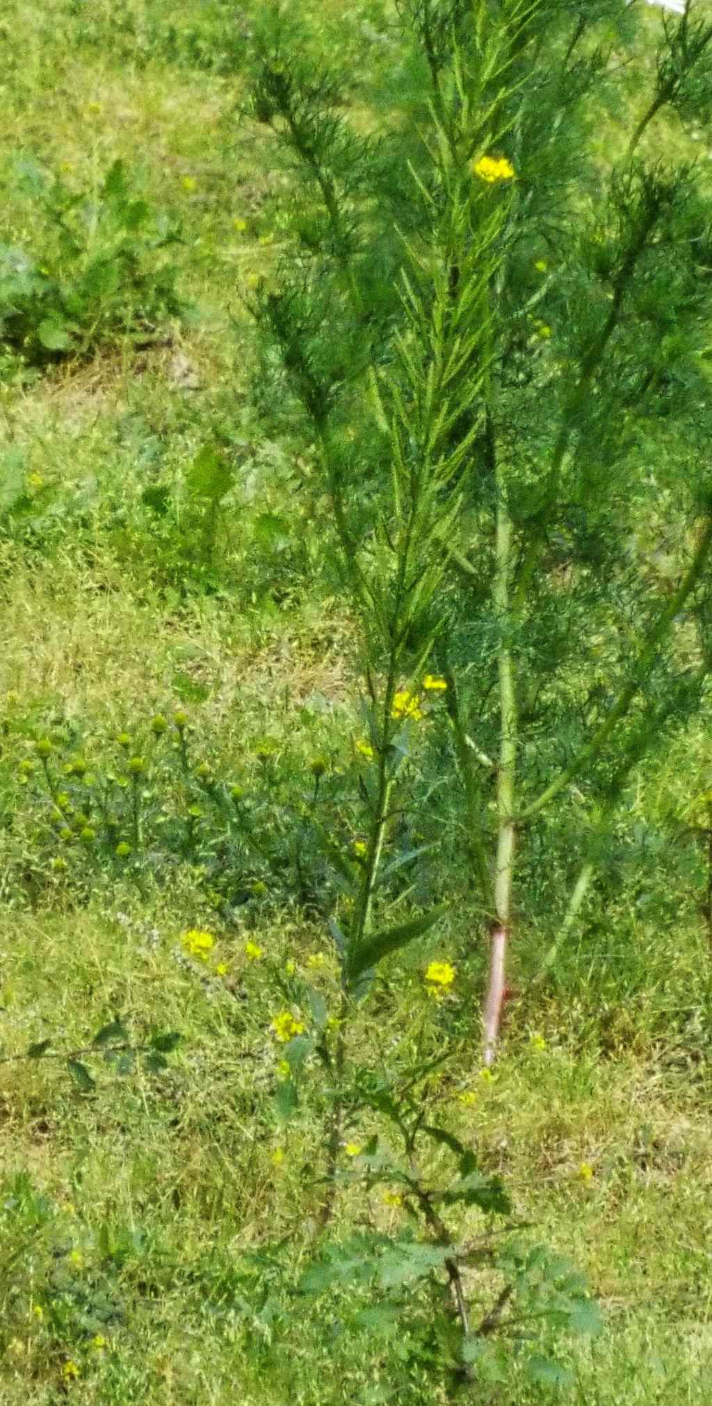 Rorippa ?  No, altra Brassicacea:  cfr. Erysimum cheirantoides (???)