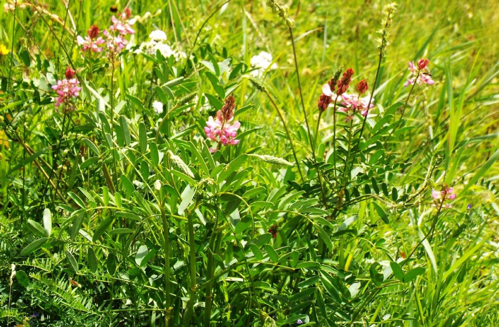 Fabaceae: Onobrychis sp.
