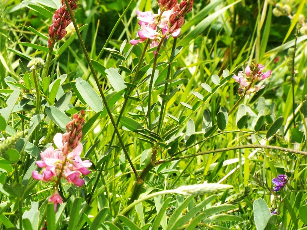 Fabaceae: Onobrychis sp.