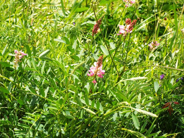 Fabaceae: Onobrychis sp.