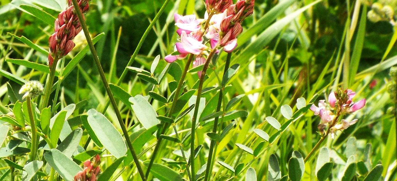 Fabaceae: Onobrychis sp.