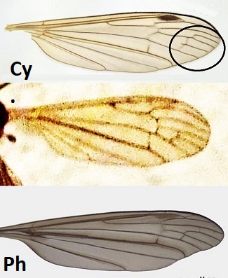 Limonidae Limoninae opp.  Cylindrotomidae, femmina