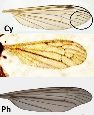 Limonidae Limoninae opp.  Cylindrotomidae, femmina