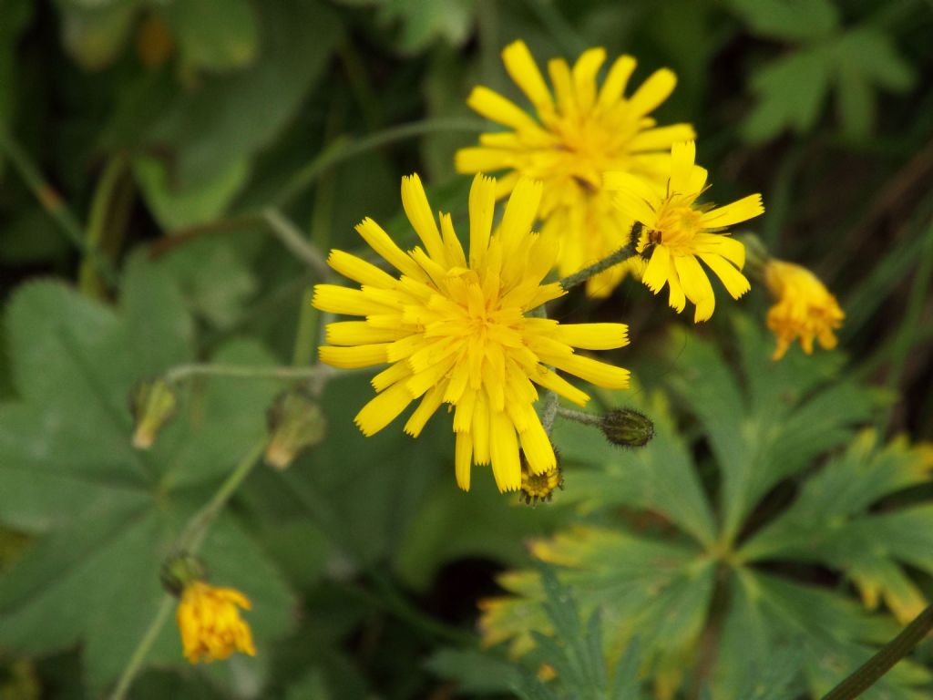 Asteraceae: Hieracium sp. (cfr. gr. murorum)