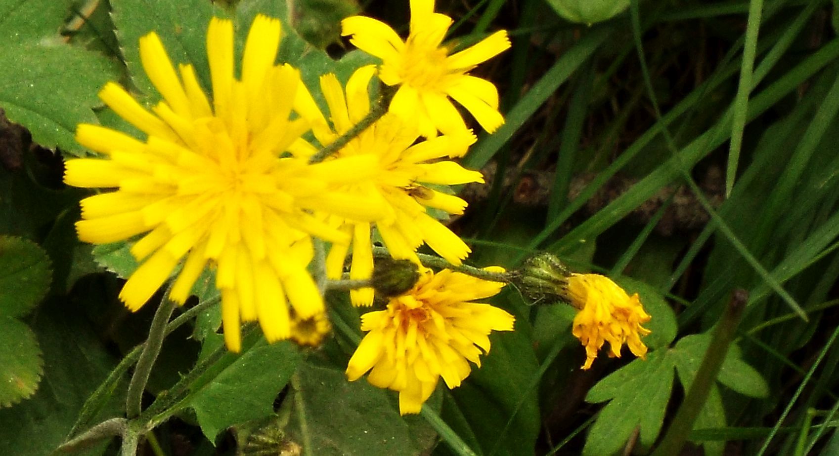 Asteraceae: Hieracium sp. (cfr. gr. murorum)