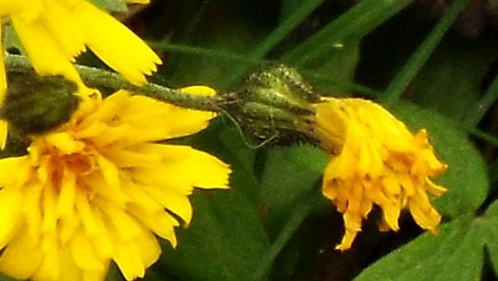 Asteraceae: Hieracium sp. (cfr. gr. murorum)