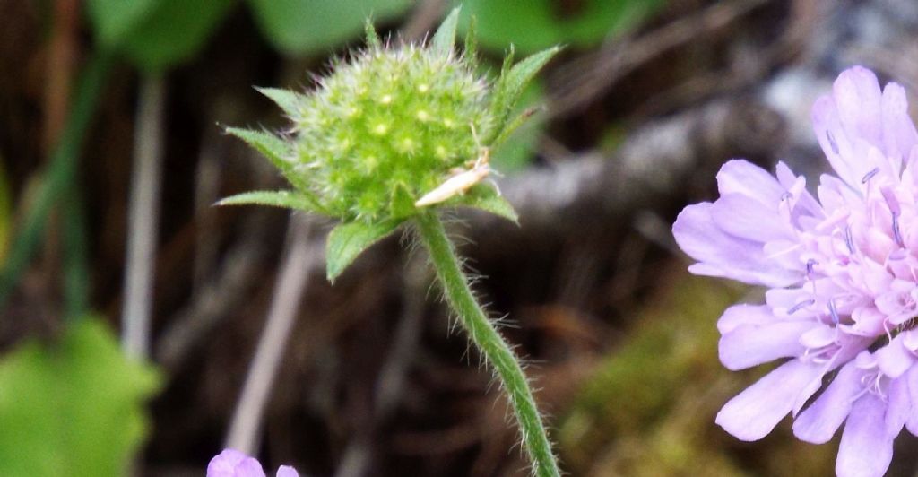 Knautia longifolia / Ambretta alpina