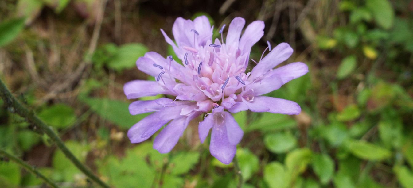 Knautia longifolia / Ambretta alpina