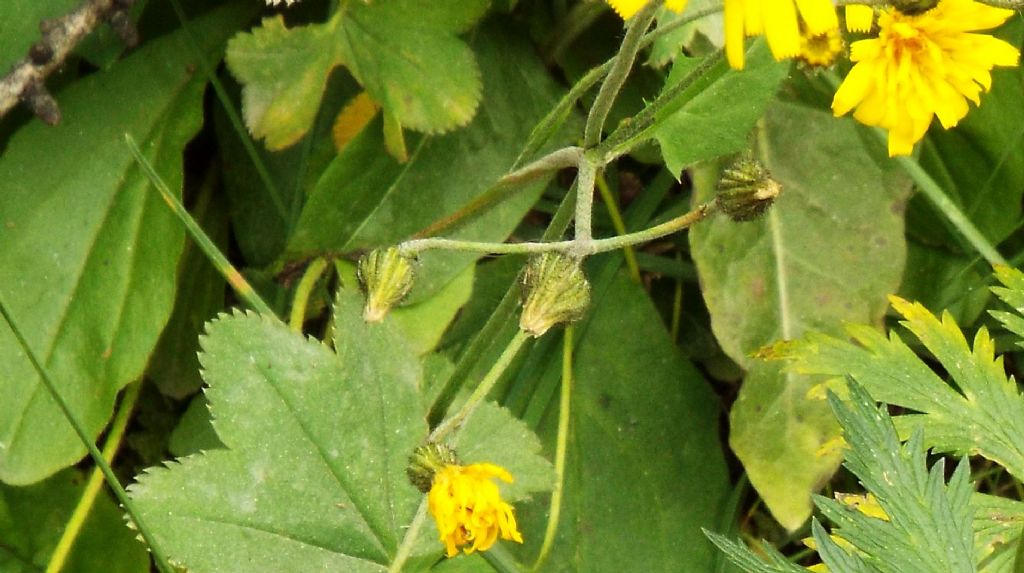 Asteraceae: Hieracium sp. (cfr. gr. murorum)