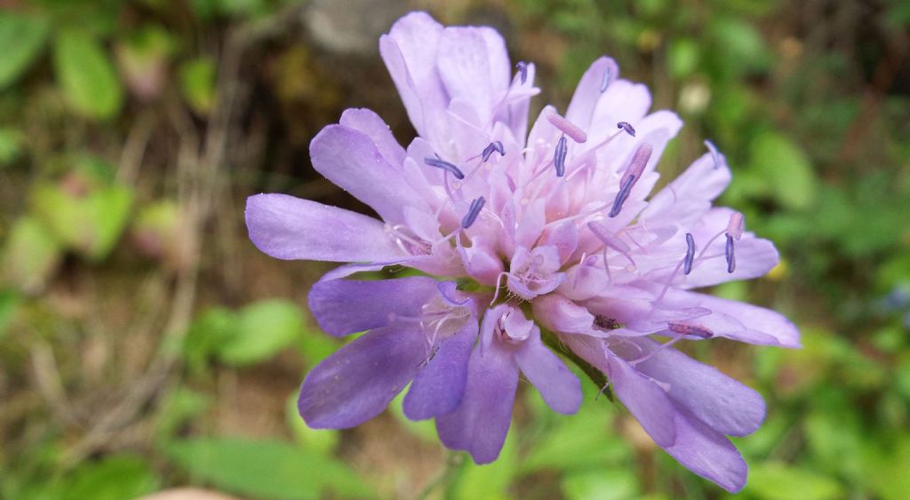 Knautia longifolia / Ambretta alpina