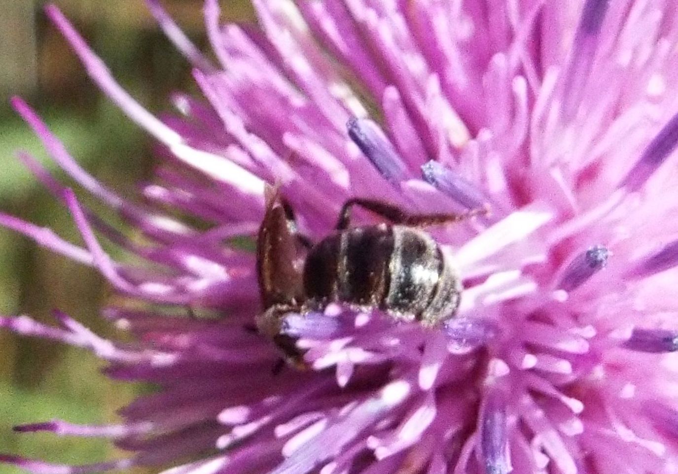 Apidae Halictinae:  cfr. Lasioglossum sp.