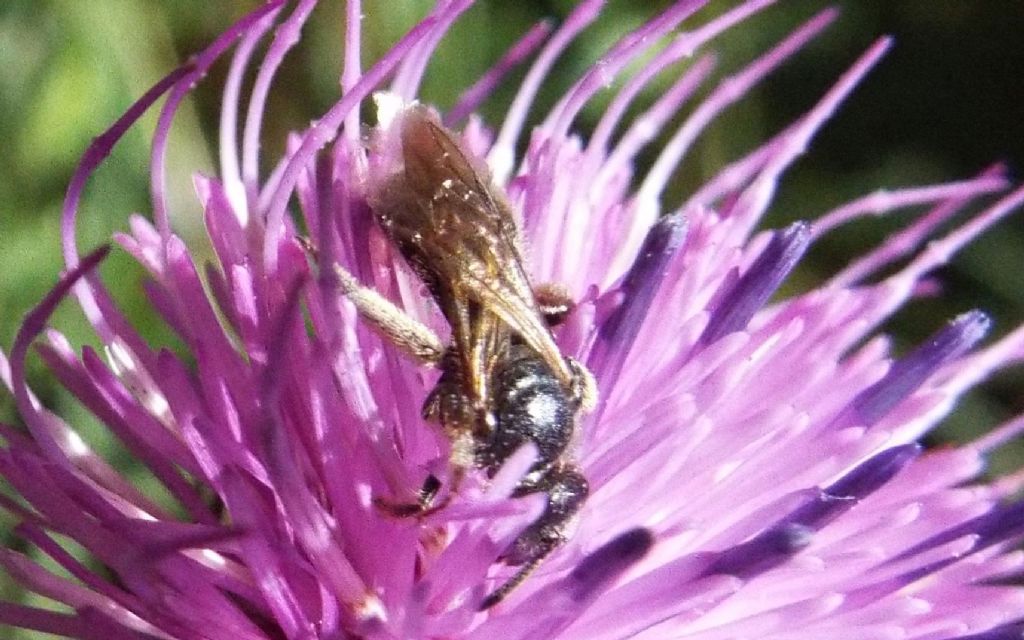 Apidae Halictinae:  cfr. Lasioglossum sp.