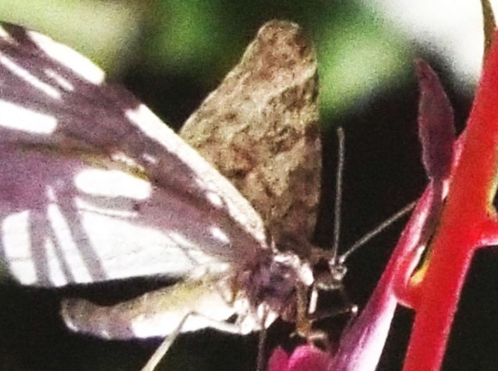 Geometridae (non identificabile) e Nomophila noctuella ( Crambidae)