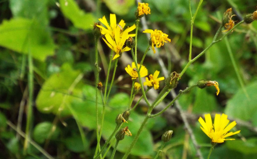 Asteraceae: Hieracium sp.