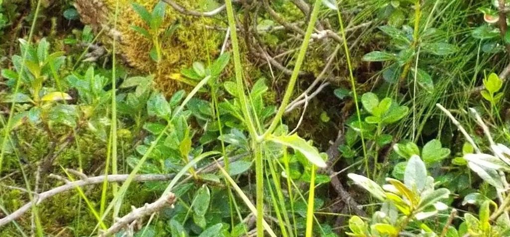 Asteraceae: Hieracium sp.