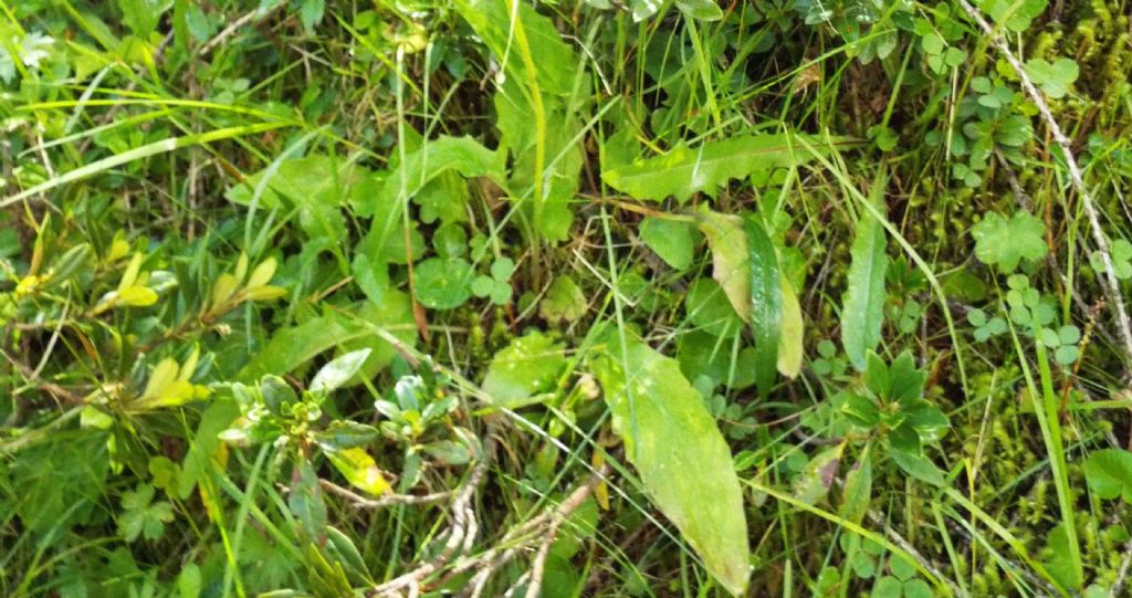 Asteraceae: Hieracium sp.