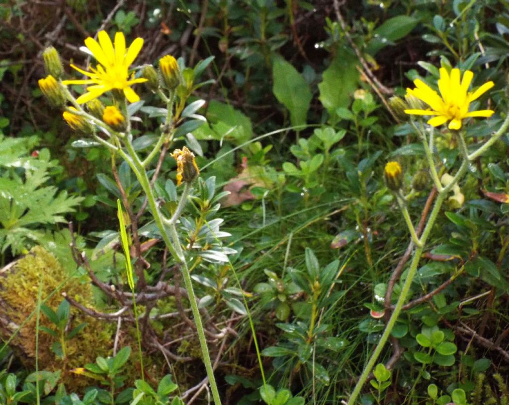 Asteraceae: Hieracium sp.