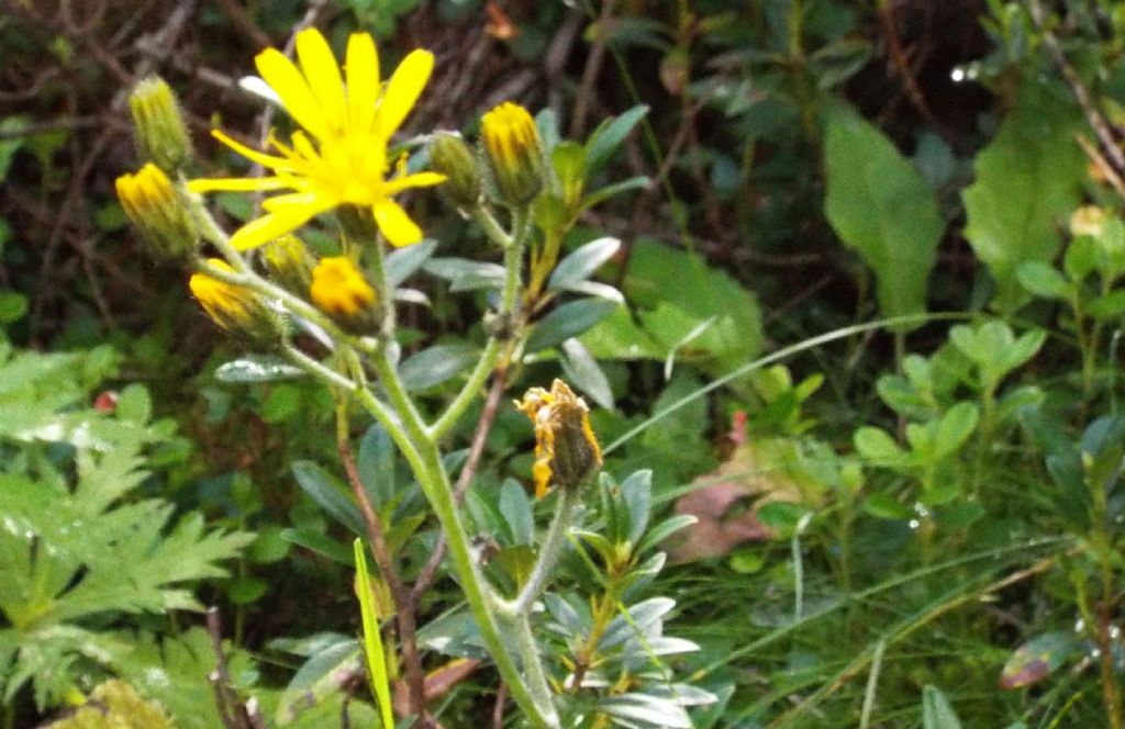 Asteraceae: Hieracium sp.