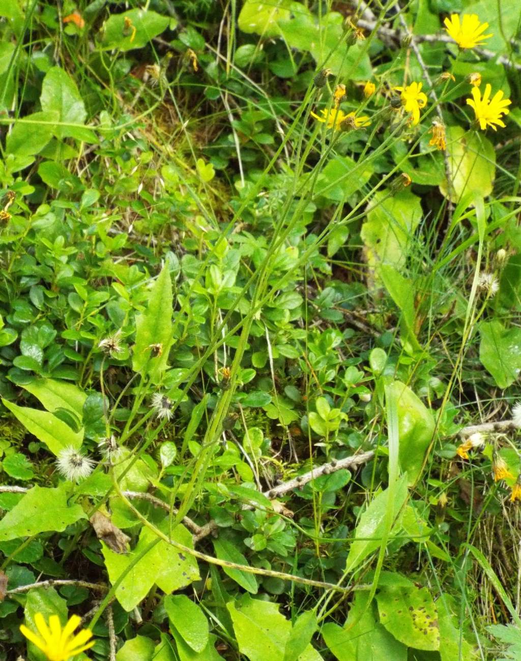 Asteraceae: Hieracium sp.